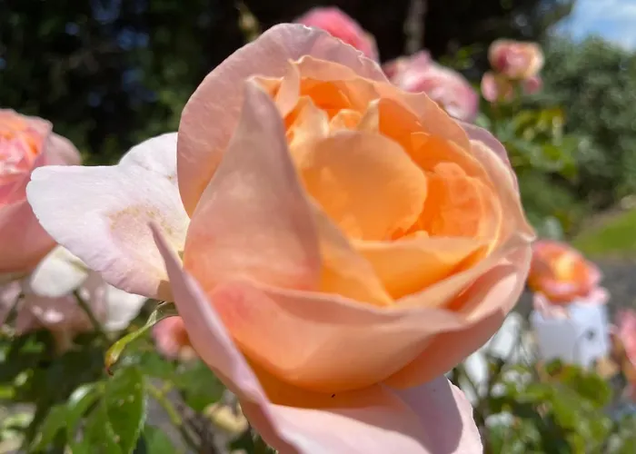 Le 36 Piscine & Gasthof La Flotte